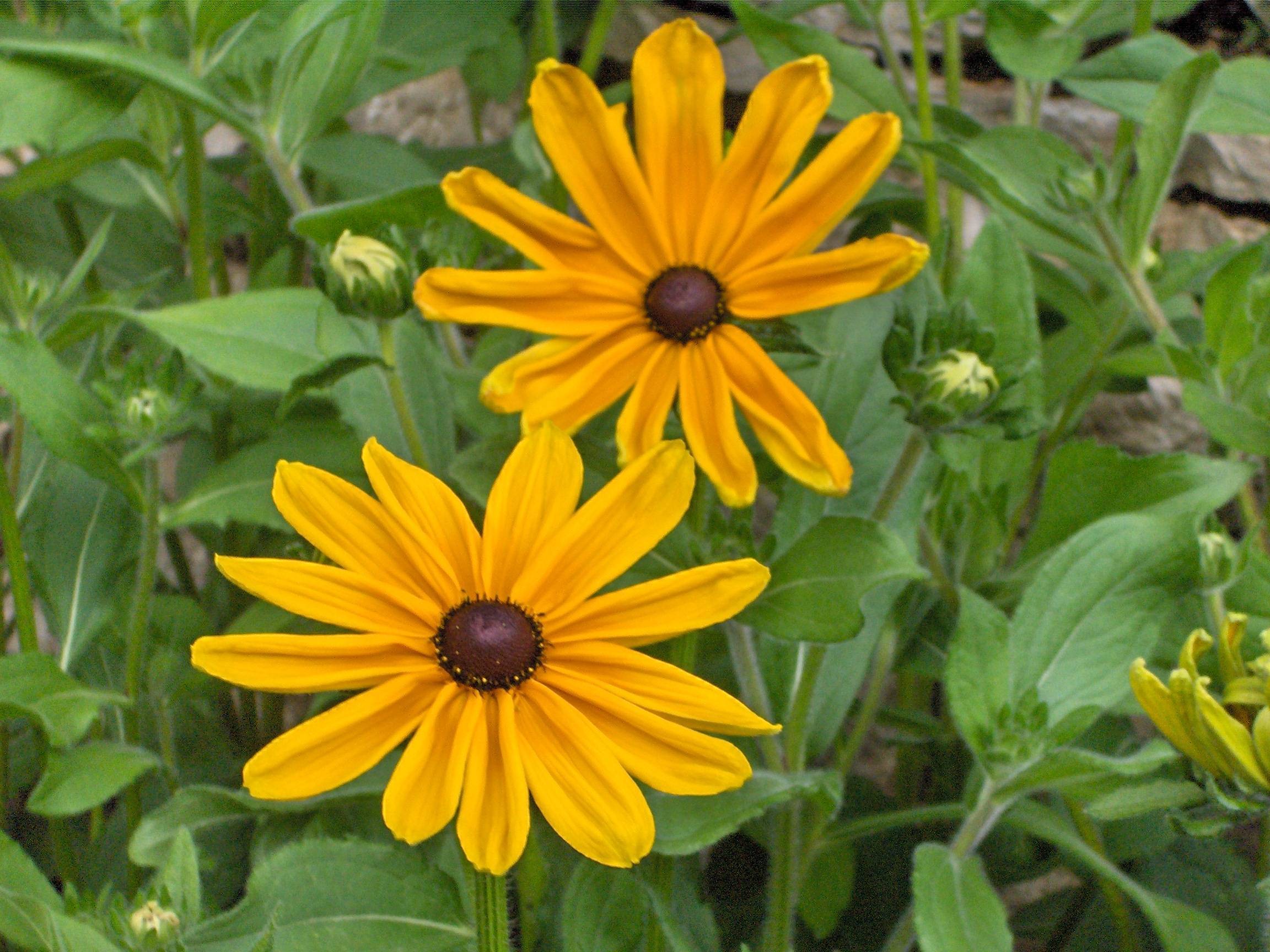 yellow flowers with black-brown center, yellow-green buds, green leaves and stems