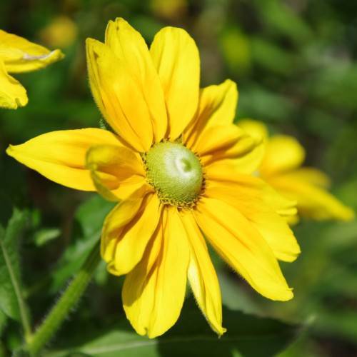 yellow flowers with lime-white center, green leaves and stems