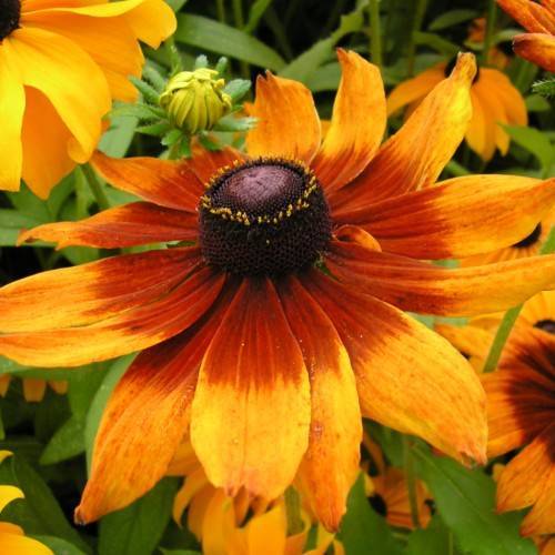 orange-burgundy flowers with a burgundy-brown center, green leaves, green stems and yellow-green buds