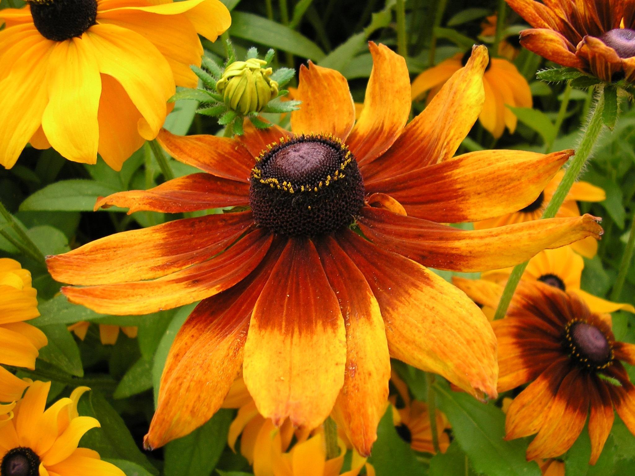 orange-burgundy flowers with a burgundy-brown center, green leaves, green stems and yellow-green buds