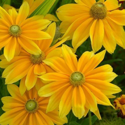 orange-yellow flowers with lime-white center, lime-green leaves and green stems