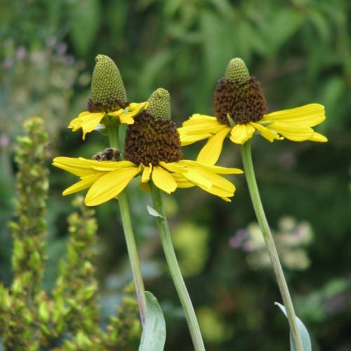 Yellow flower with dark-brown-green center, green sepal, stem and leaves.
