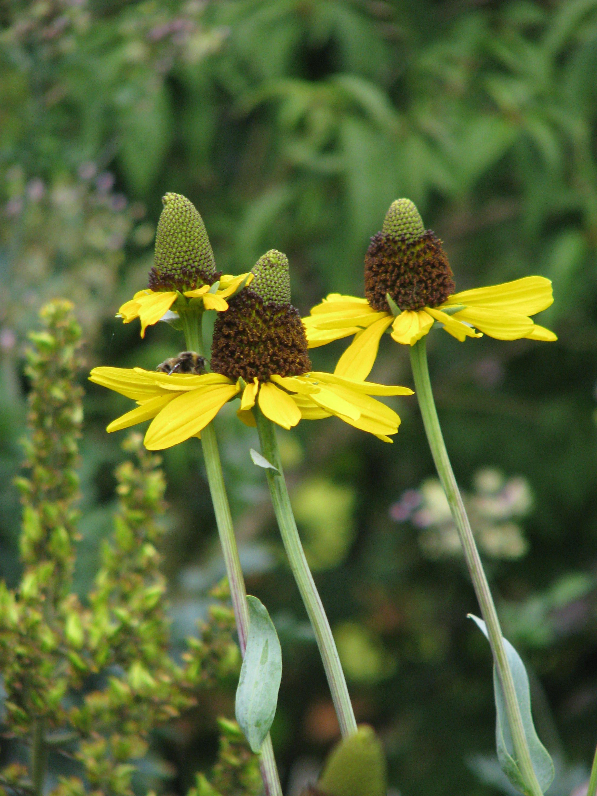 Yellow flower with dark-brown-green center, green sepal, stem and leaves.