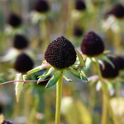 Black center with green sepal and lime stem.