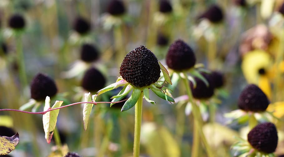 Black center with green sepal and lime stem.