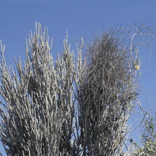 A tree with branching gray-green stems with small, green leaves.