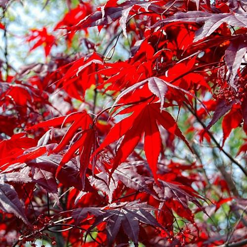 Scarlet-red leaves with red buds and dark-red stems.