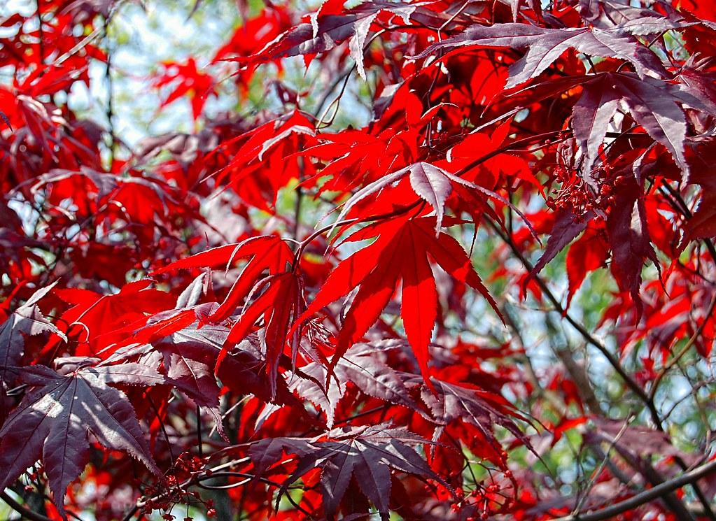 red leaves with brown stems