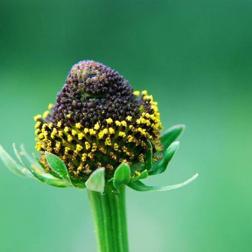 yellow-black flower with green stem and green sepals