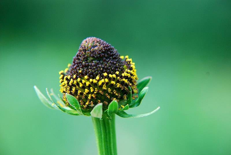 yellow-black flower with green stem and green sepals