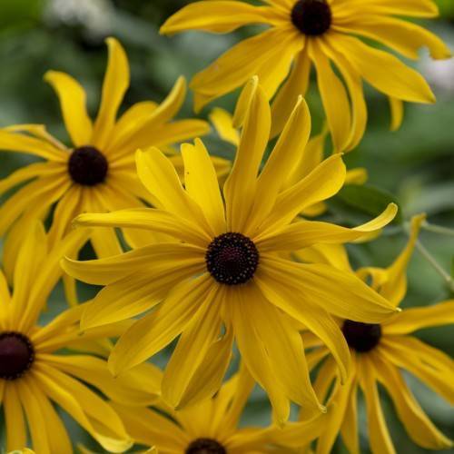 yellow flowers with black center, green leaves and green stems