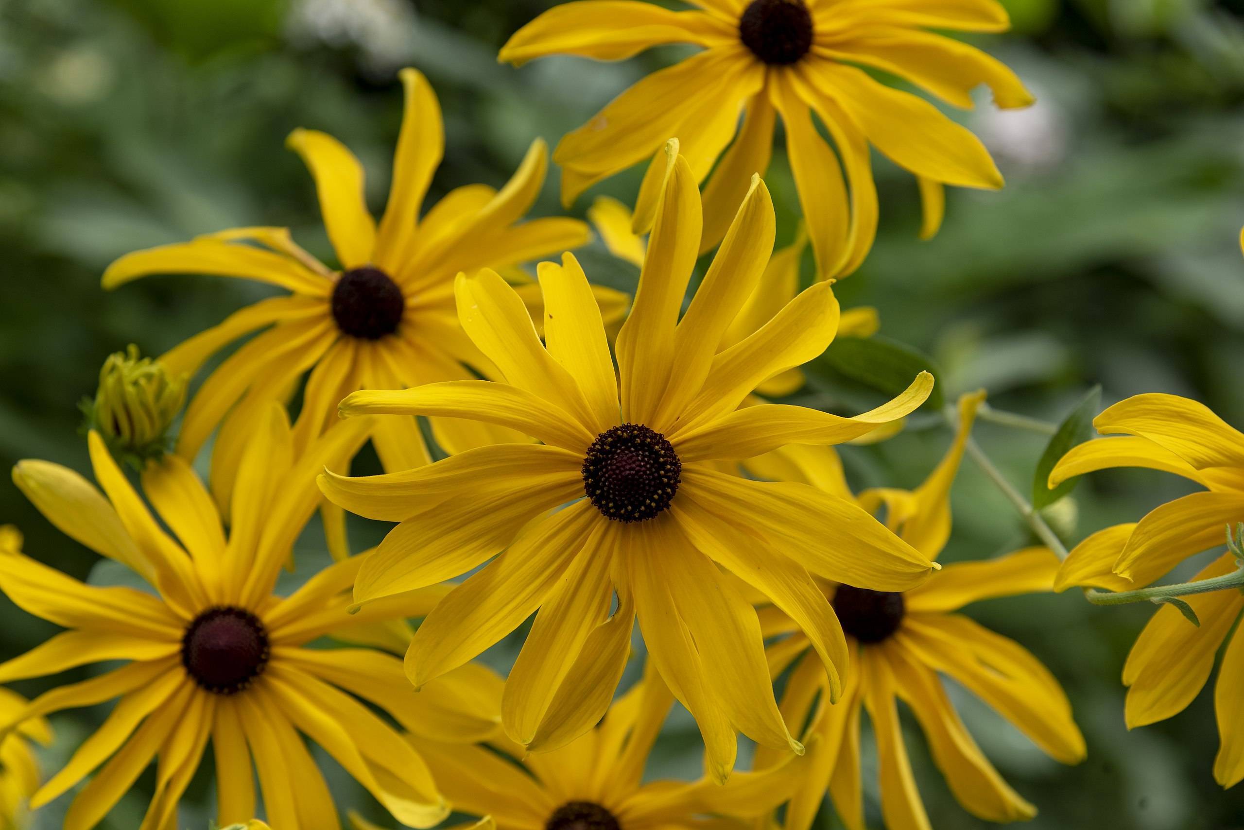 yellow flowers with black center, green leaves and green stems