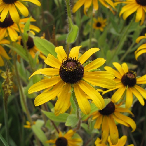 Yellow flower with black center, green stem and leaves.