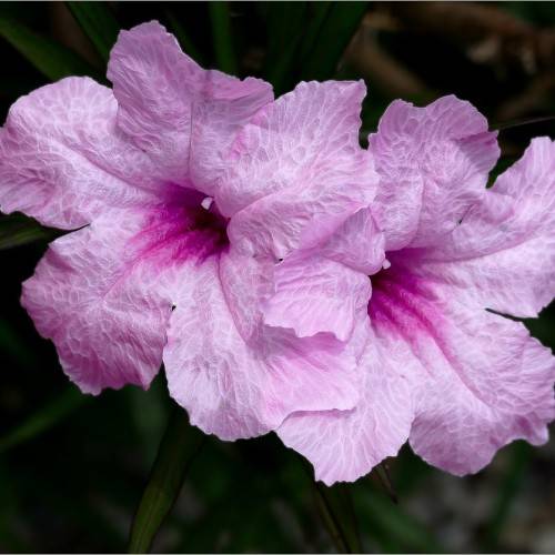 purple-pink flowers with green leaves and stems