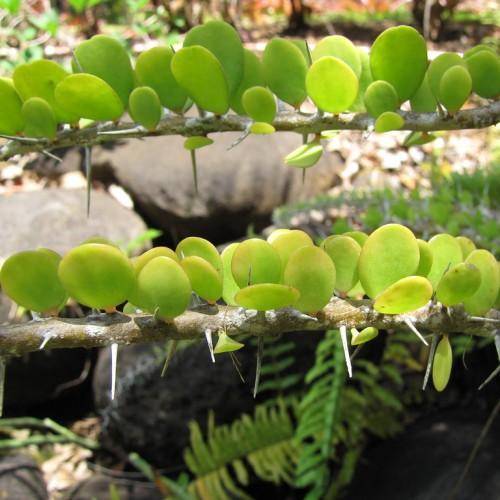 Thin, gray-green branches with gray thorns with few green leaves.