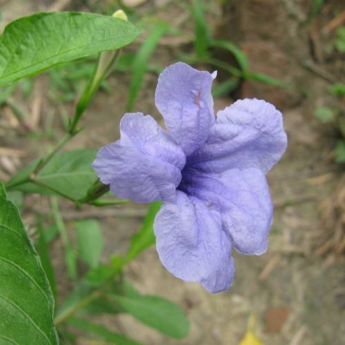 light-blue flower with green leaves and green stems
