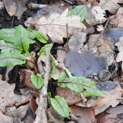 Green leaves with maroon midribs and veins.