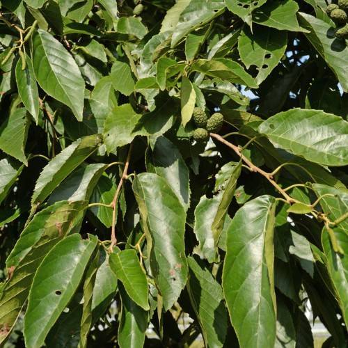 olive fruits and leaves with light-brown branches