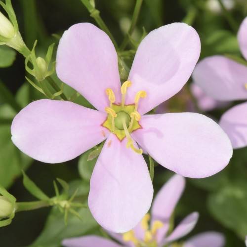 lavender-pink flowers with yellow anthers, filaments, lime center, green leaves and stems