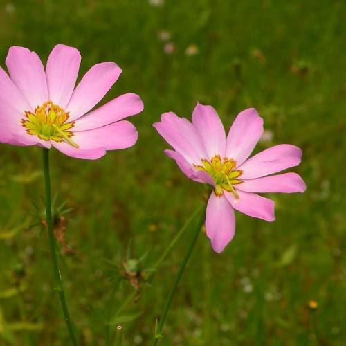pink flowers with lime-red center, yellow-orange stamens, green leaves and green stems