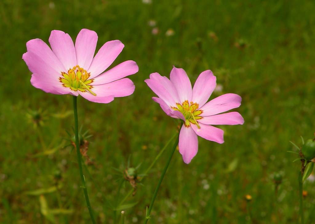 pink flowers with lime-red center, yellow-orange stamens, green leaves and green stems