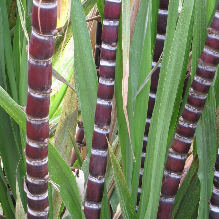 Saccharum officinarum Image