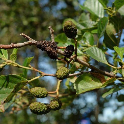 Tree with a green-brown cones glossy green leaves, and smooth brown stem.