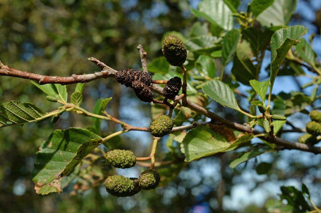 Tree with a green-brown cones glossy green leaves, and smooth brown stem.