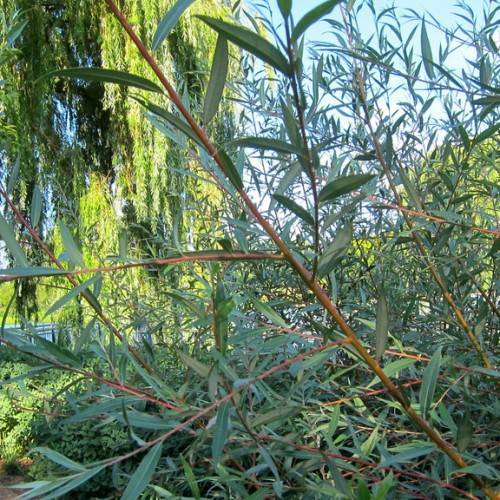 green leaves and brown stems