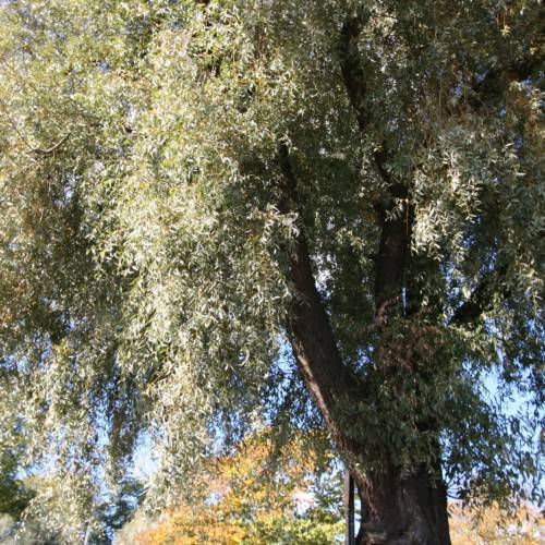 gold-green foliage with brown branches and trunk