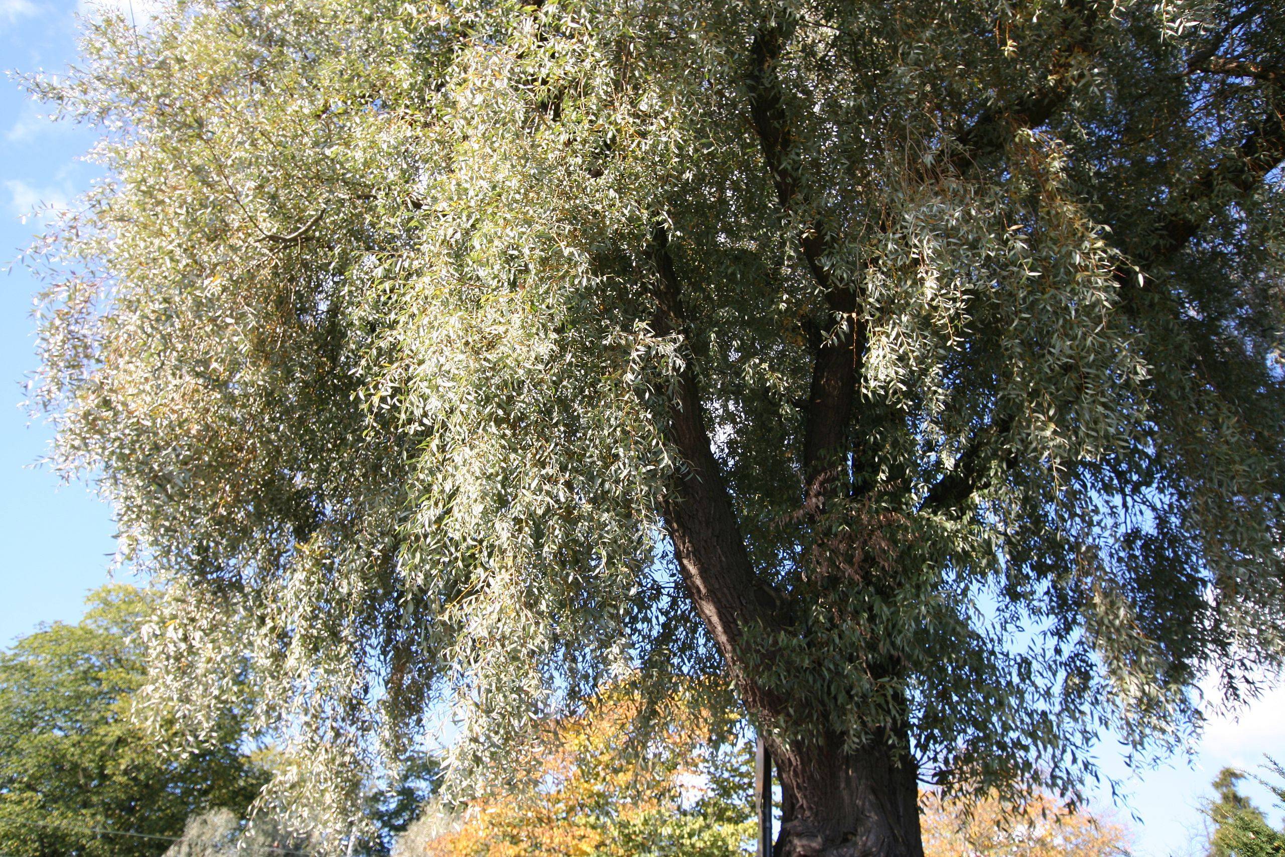 gold-green foliage with brown branches and trunk