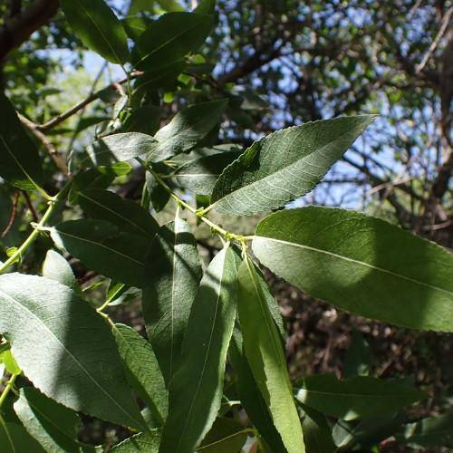 Green branch with green stem and brown branches.