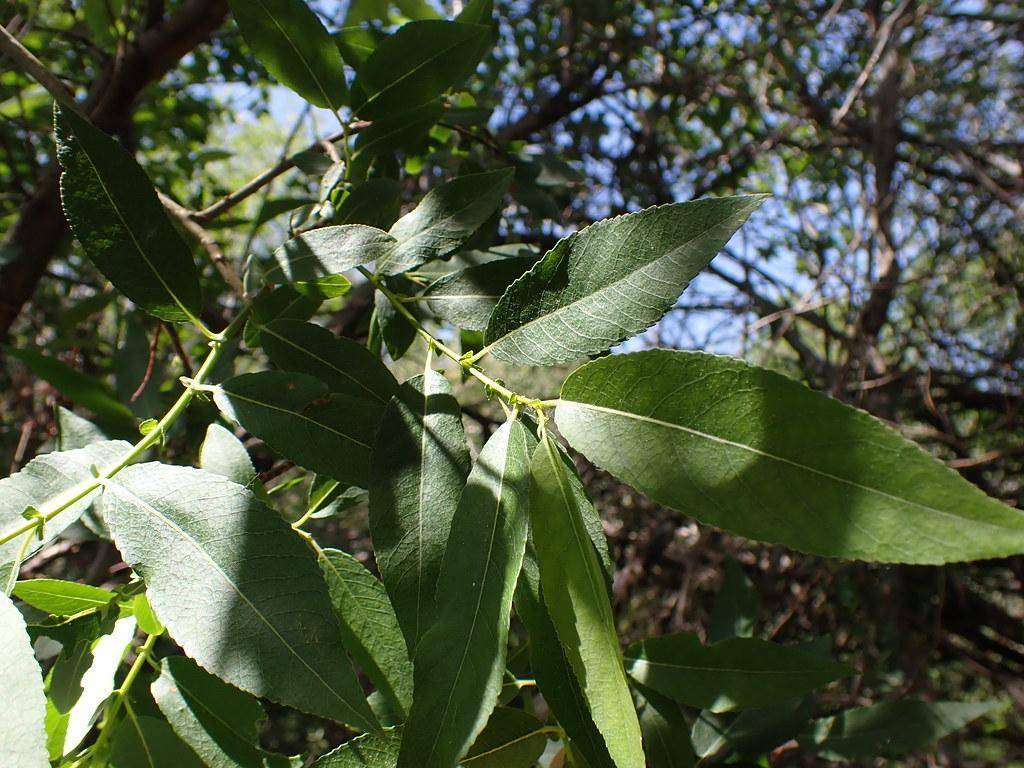 Green branch with green stem and brown branches.