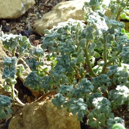 teal-green leaves with olive-brown stems