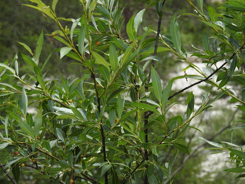 olive-green leaves with yellow midribs on dark-brown stems