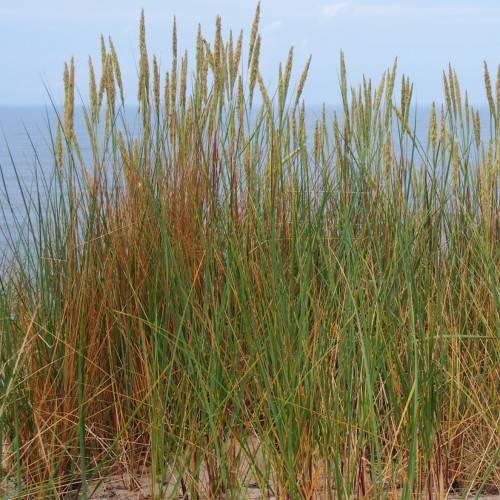 brown-green foliage