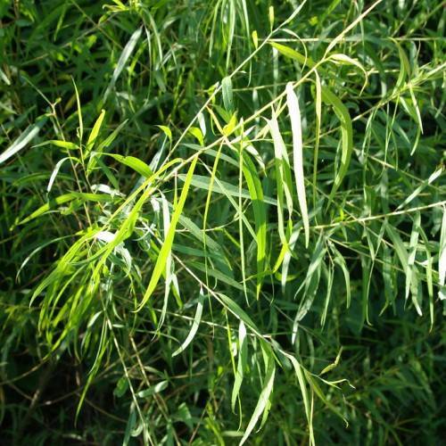 lime-green leaves with lime-green stems