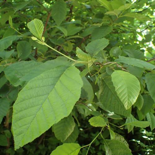 green leaves on light-green stems and brown branches