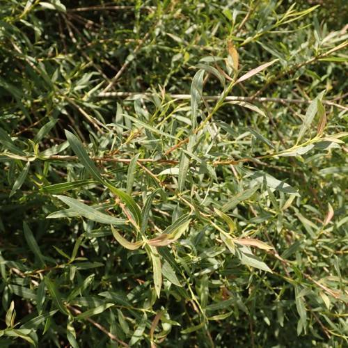 yellow-green leaves and light-brown stems