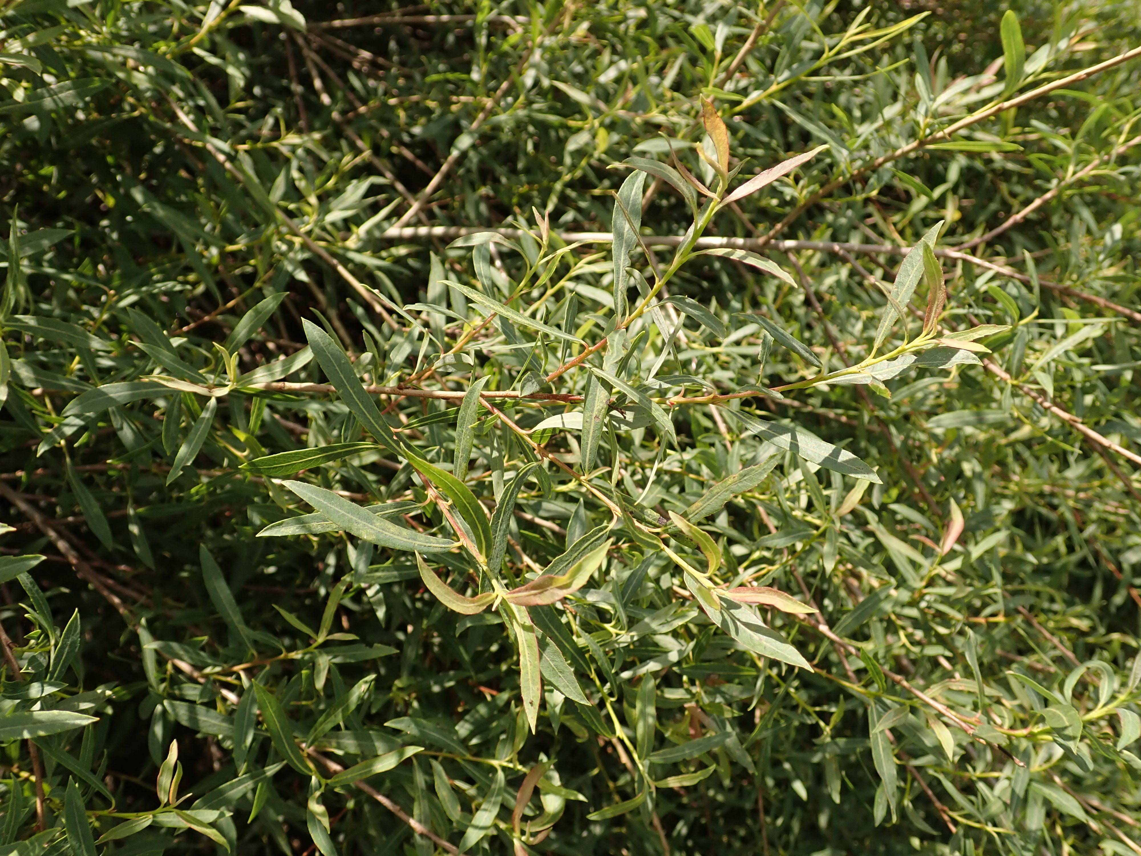 yellow-green leaves and light-brown stems
