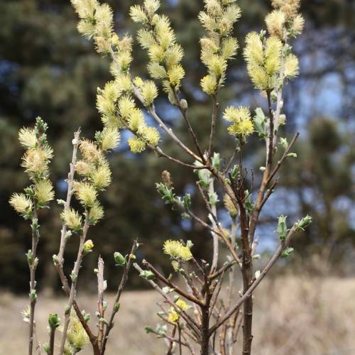 light-yellow flowers with green leaves and brown stems and branches