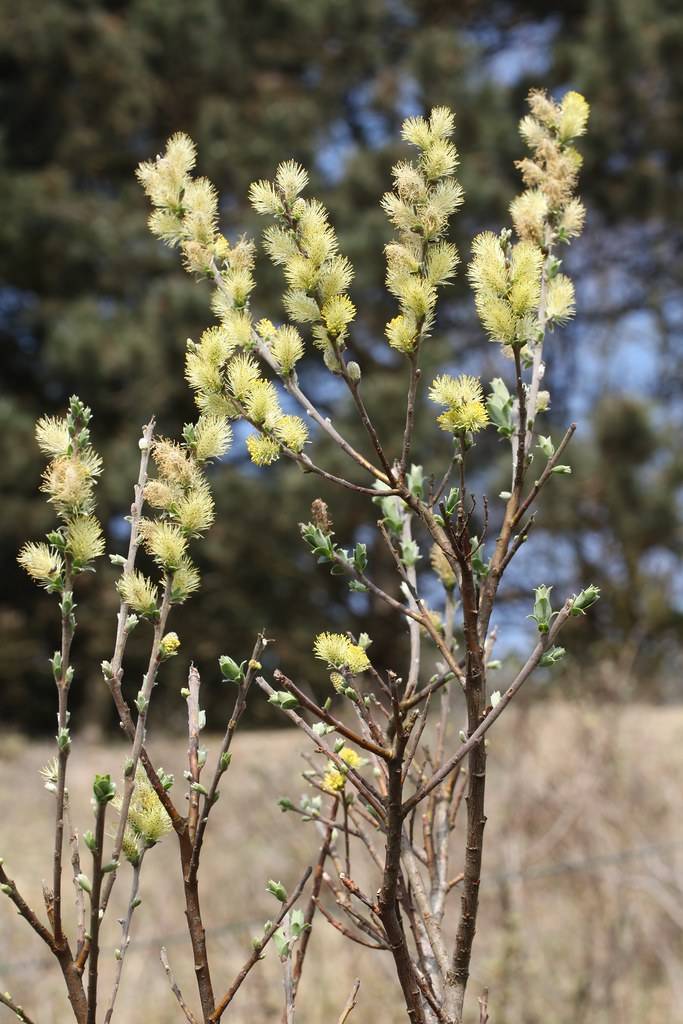 light-yellow flowers with green leaves and brown stems and branches