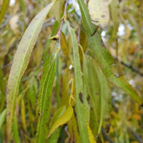 yellow-green leaves with yellow midrib and yellow-brown stems