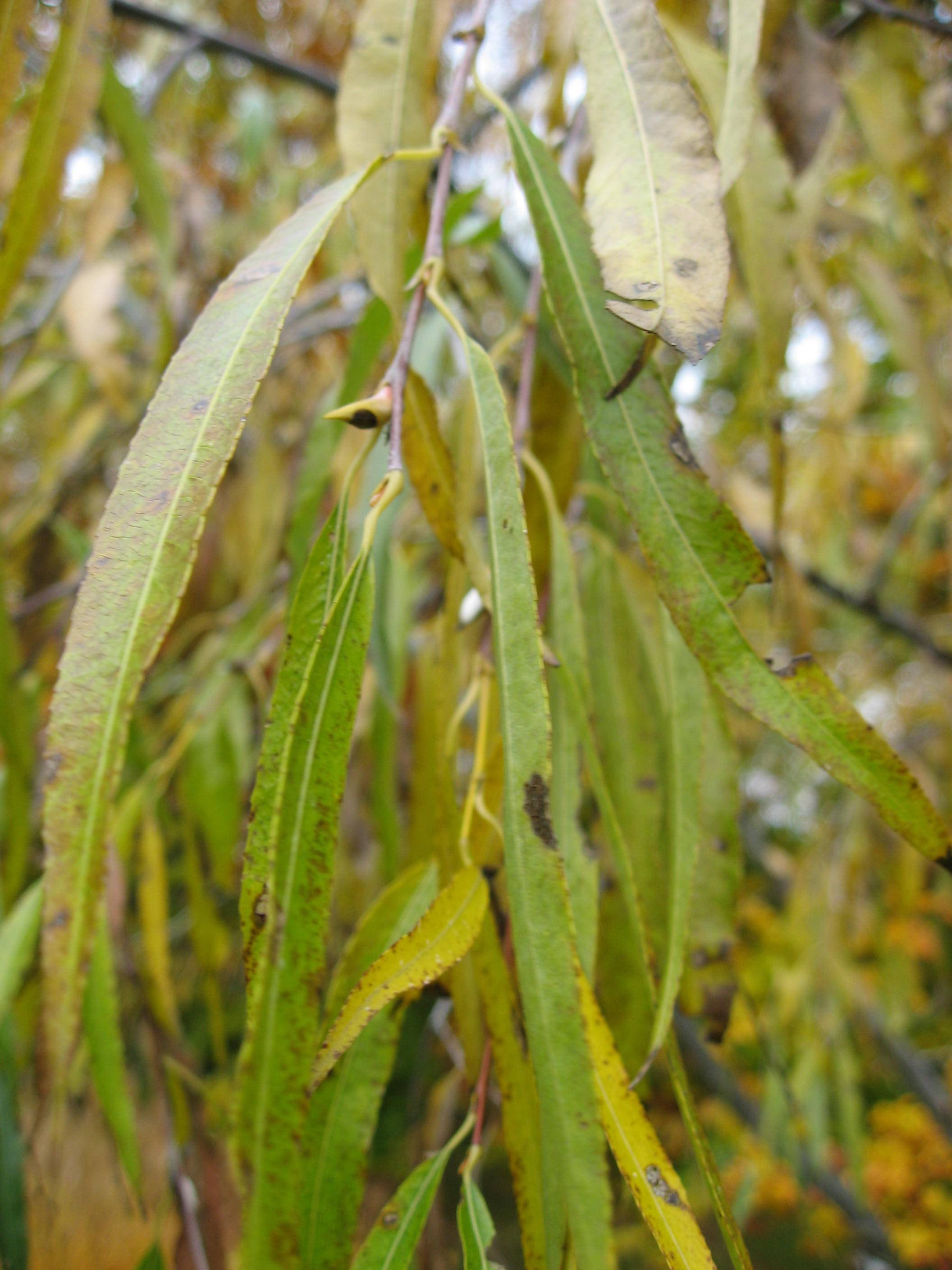 yellow-green leaves with yellow midrib and yellow-brown stems
