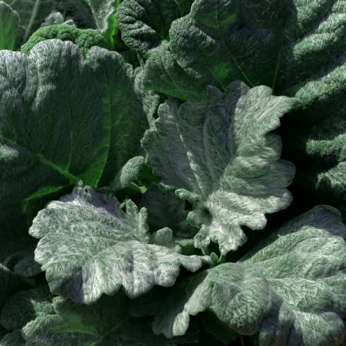 silver-green foliage
