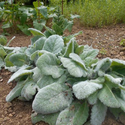 light-green foliage