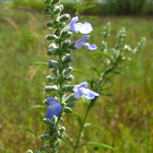 blue-white flowers with green buds, green leaves and stems