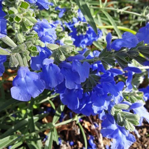 blue flowers with green buds, leaves and green stems