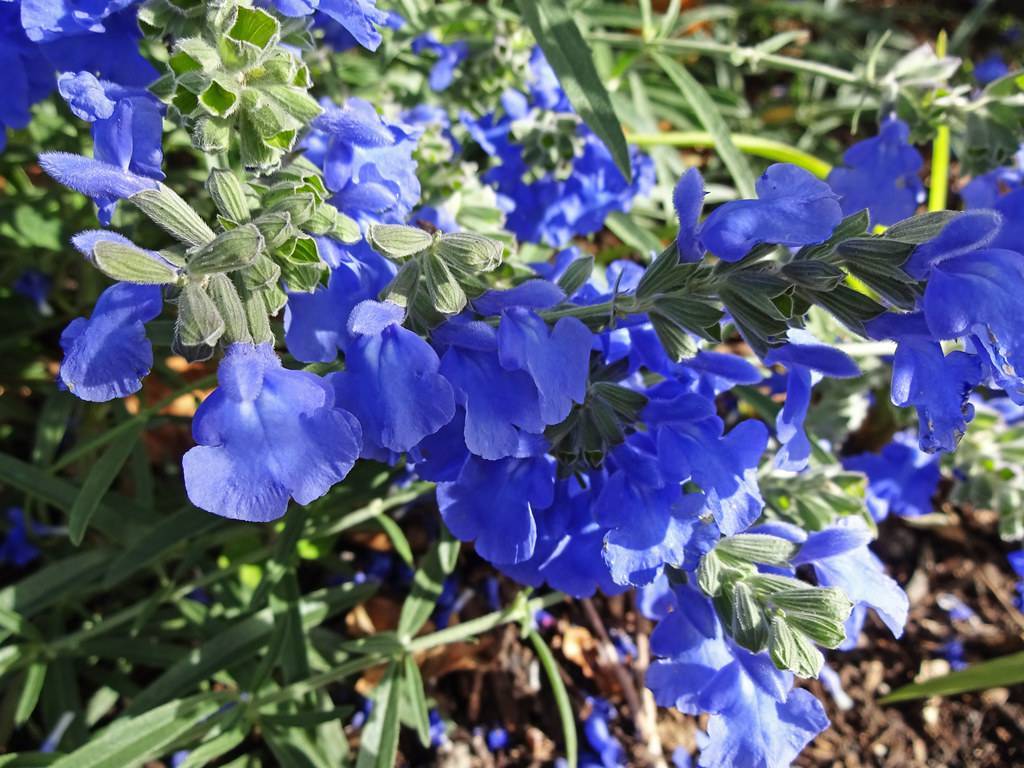 blue flowers with green buds, leaves and green stems