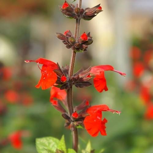 red flowers with green leaves, brown-red stems and buds